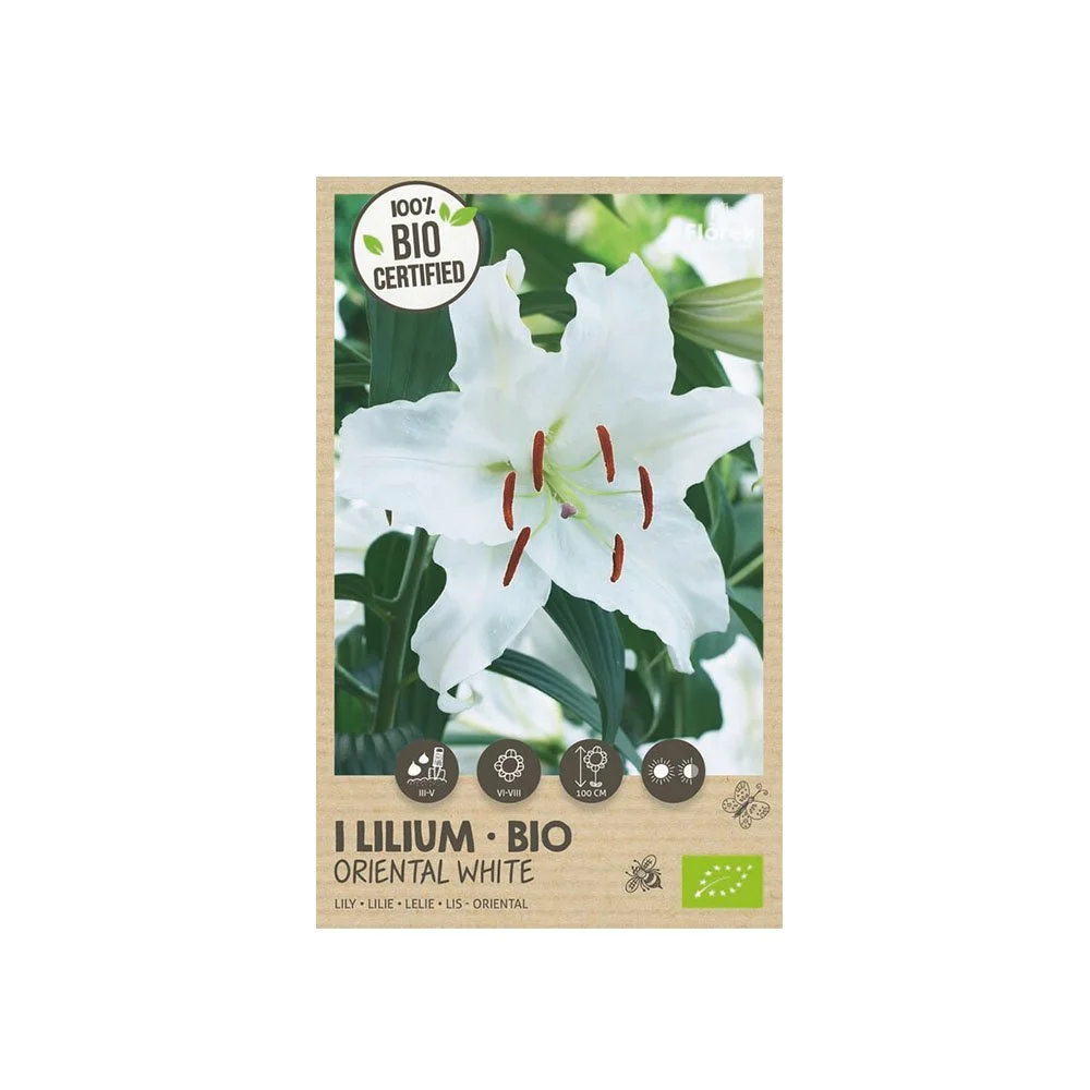 Økologisk Lilje "Oriental White" - 1 løg