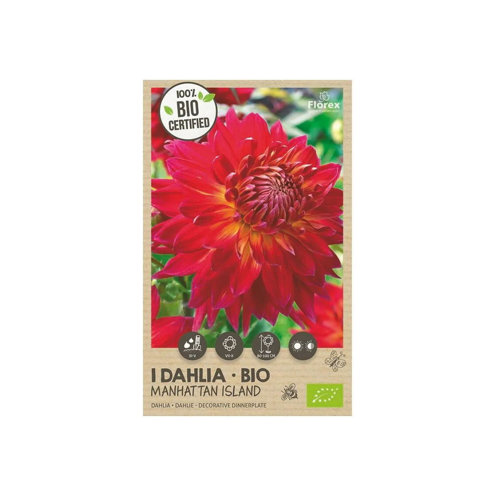 Økologisk Dahlia "Manhattan Island XXL" - 1 løg