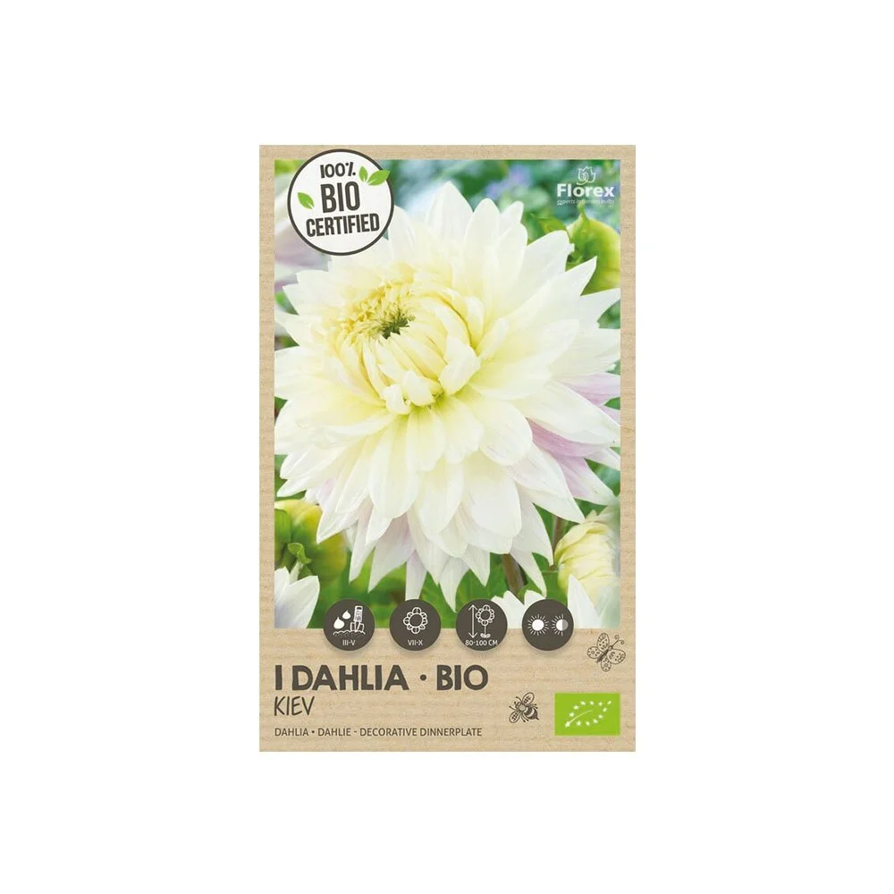 Økologisk Dahlia "Kiev XXL" - 1 løg