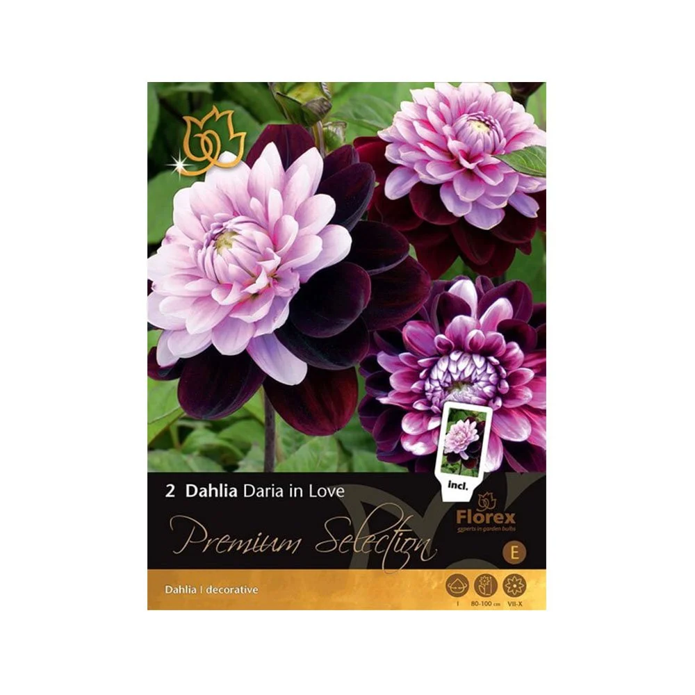 Premium Dahlia "Daria in Love" - 2 løg