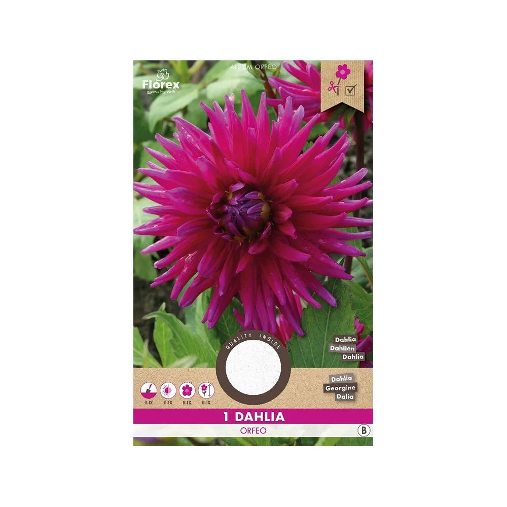 Dahlia "Cactus Orfeo" - 1 løg