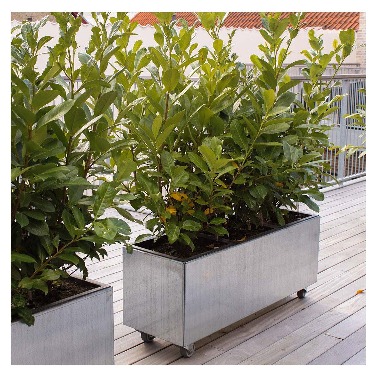 Land Modern – Aflang plantekasse i galvaniseret stål på hjul – 80 x 120 cm